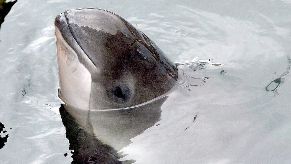 Der Schweinswal gehört zu den kleinsten Walarten überhaupt und ist im Wattenmeer heimisch.Foto: Ingo Wagner/dpa