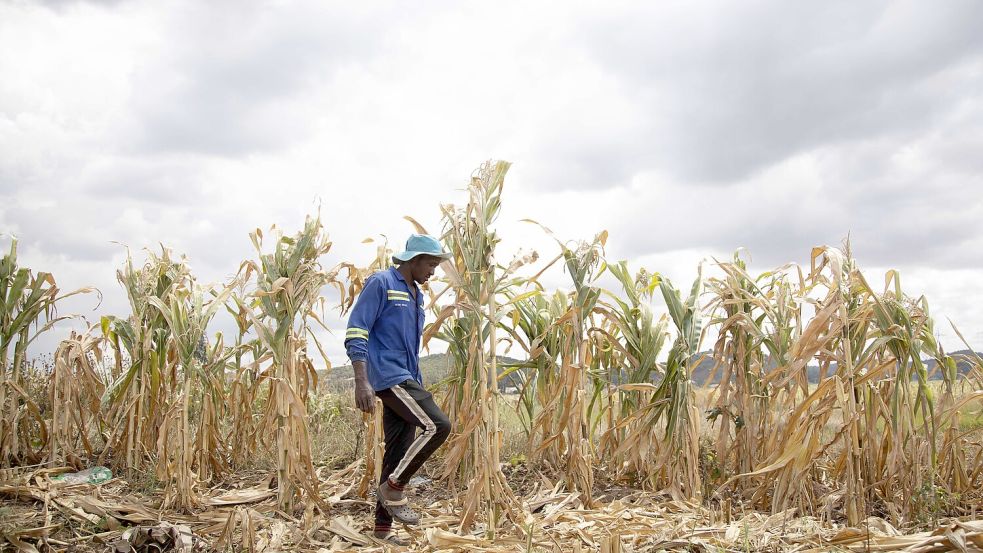 In Simbabwe leidet die Maisernte unter der Trockenheit. Foto: IMAGO/ Shaun Jusa