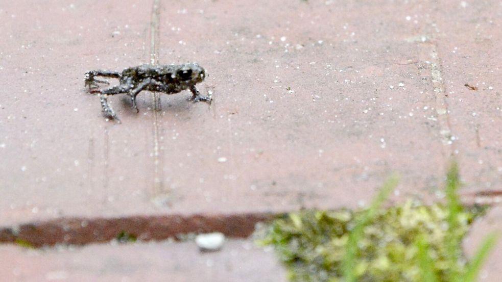 Die jungen Erdkröten sind noch sehr klein. Foto: Stefan Greiber/Johanniter