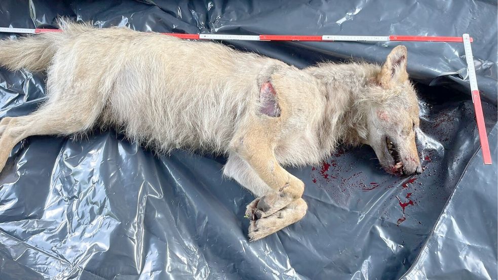 Dieser Wolfsrüde wurde im Mai 2024 bei Lathen auf der Autobahn A31 überfahren Foto: Gerd Hopmann