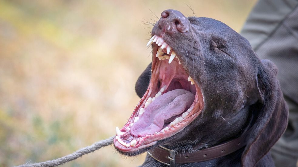 Hunde können kräftig zubeißen: Beim Gähnen lässt dieser Suchhund in Mecklenburg-Vorpommern das Hundegebiss gut erkennen. Foto: Büttner/dpa