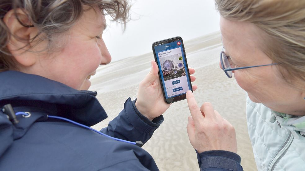 Hat das, was ein Spaziergänger findet, Knubbel, Fäden, Beine oder eine Schale? Mithilfe der App BeachExplorer können Tiere und Pflanzen bestimmt werden. Wird das Foto des Fundes, hier eine blaue Haarqualle, hochgeladen, können außerdem Wissenschaftler Erkenntnisse gewinnen. Foto: Ortgies