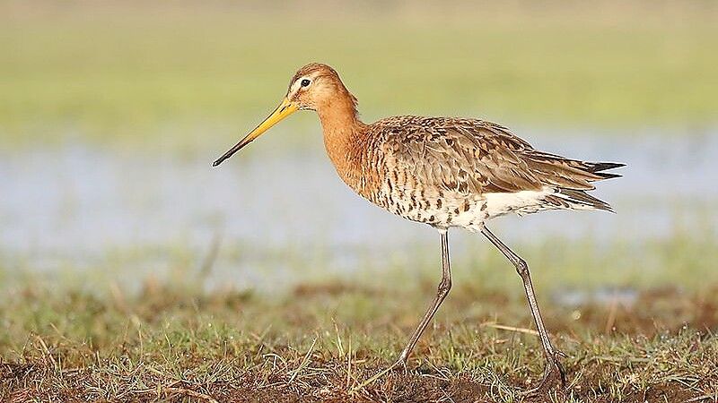 Die Uferschnepfe ist streng geschützt und kommt am häufigsten in Ostfriesland vor. Foto: NLWKN/Thorsten Krüger