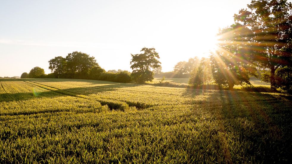 Die Sonne zeigt sich in Niedersachsen zum Wochenende hin wieder vermehrt. Foto: dpa/Daniel Bockwoldt