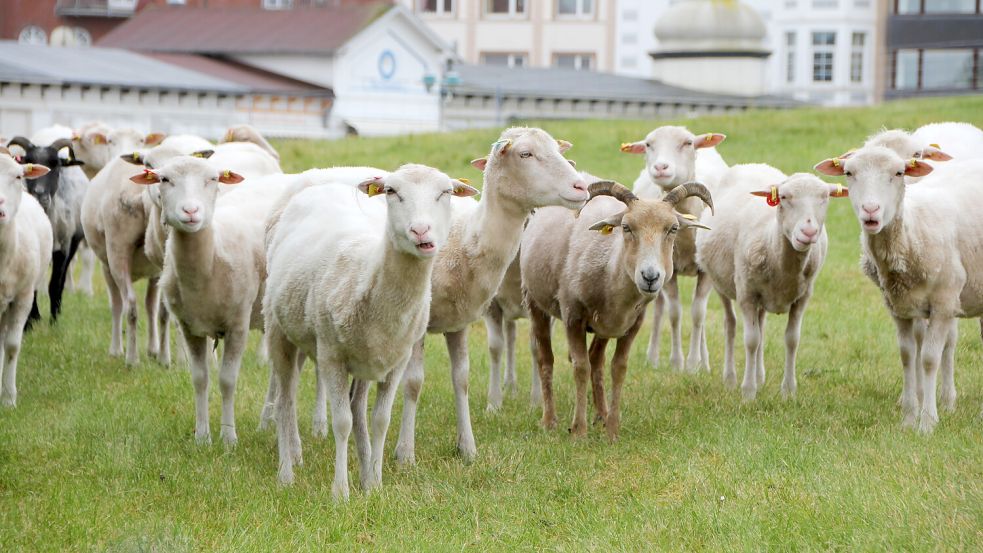 Moorschnucken und Pommernschafe waren kürzlich auch im Borkumer Zentrum anzutreffen. Foto: Ferber