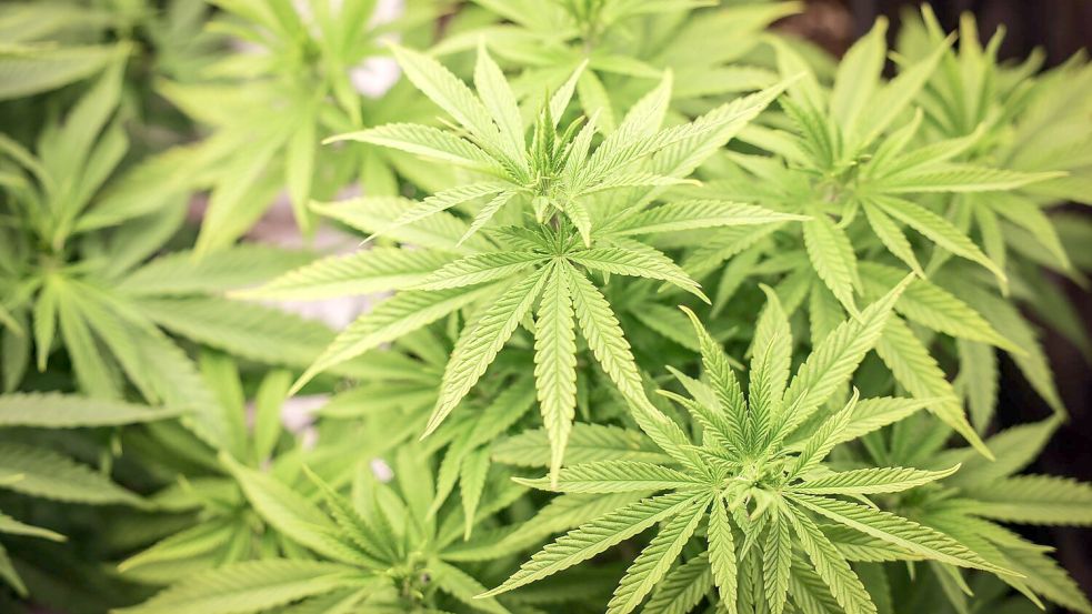 Cannabis-Anbau soll bald in größerem Stil anlaufen. Foto: Christian Charisius/dpa
