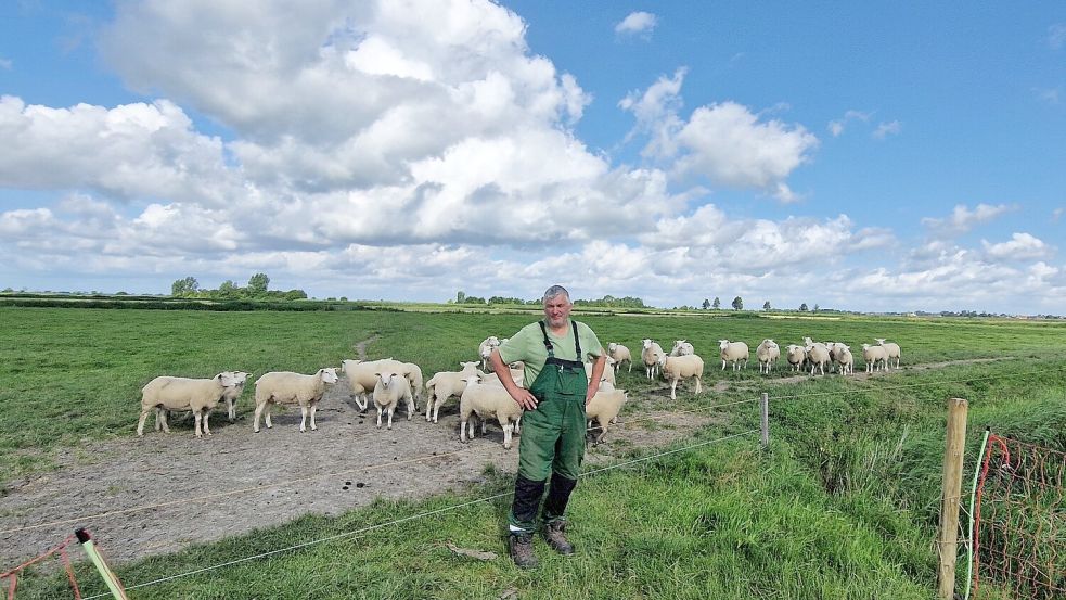 Dieter Bronn lockt seine Schafe nach den Wolfsangriffen in einen mit einem Schutzzaun gesicherten Bereich. Foto: Gettkowski