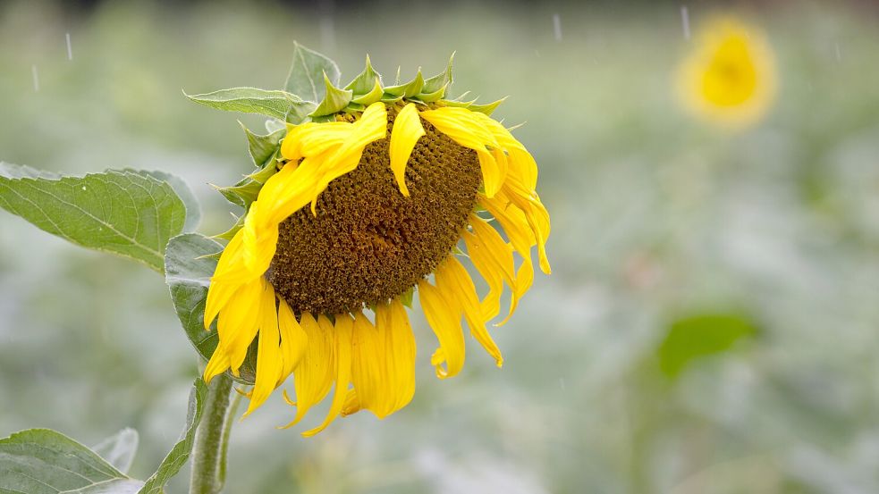 Der Sommer macht Pause: In den kommenden Tagen ist immer wieder mit Regen zu rechnen. Foto: dpa/Sebastian Kahnert