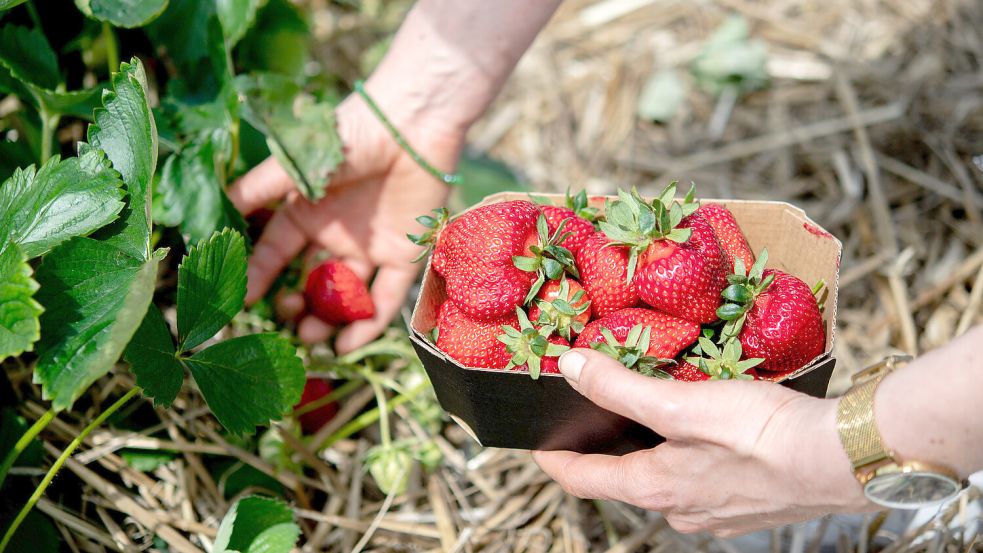 Einige der Erdbeerfelder zum Selbstpflücken in Ostfriesland sind bereits abgeerntet, ander sind noch geöffnet. Foto: Dittrich/DPA