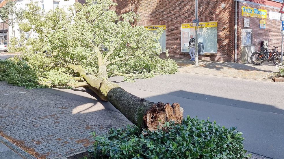 Ein umgestürzter Baum sorgte für einen Einsatz in Norden. Foto: Feuerwehr