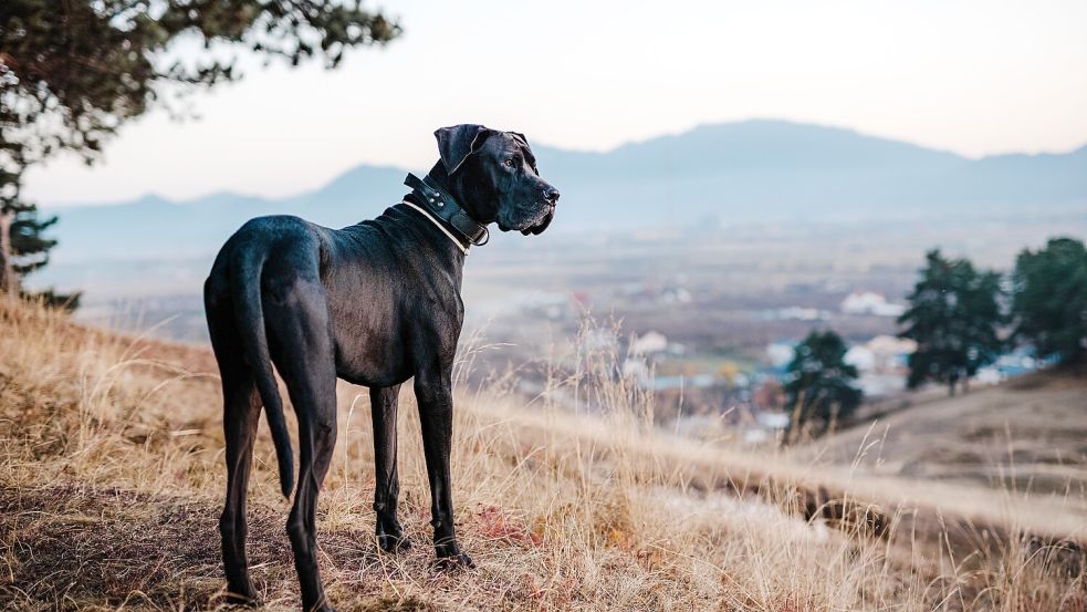 Deutsche Doggen sind grundsätzlich große Hunderassen. Daher gehören die Rekordhalter oft zu dieser Rasse. Foto: IMAGO/Pond5 Images