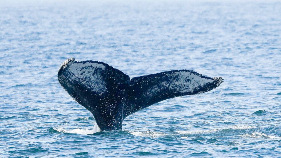 Ein junger Buckelwal ist kürzlich in der Nordsee entdeckt worden. Das ist durchaus ungewöhnlich. Foto: Silvia Izquierdo/AP/dpa