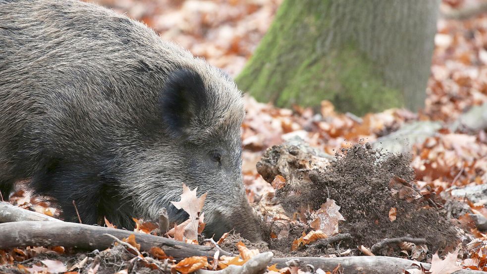 Ein Wildschwein wühlt das Erdreich auf, um an Nahrung zu kommen, Wurzeln oder Würmer zum Beispiel. Das Bild entstand bei Köln. Foto: Berg/dpa