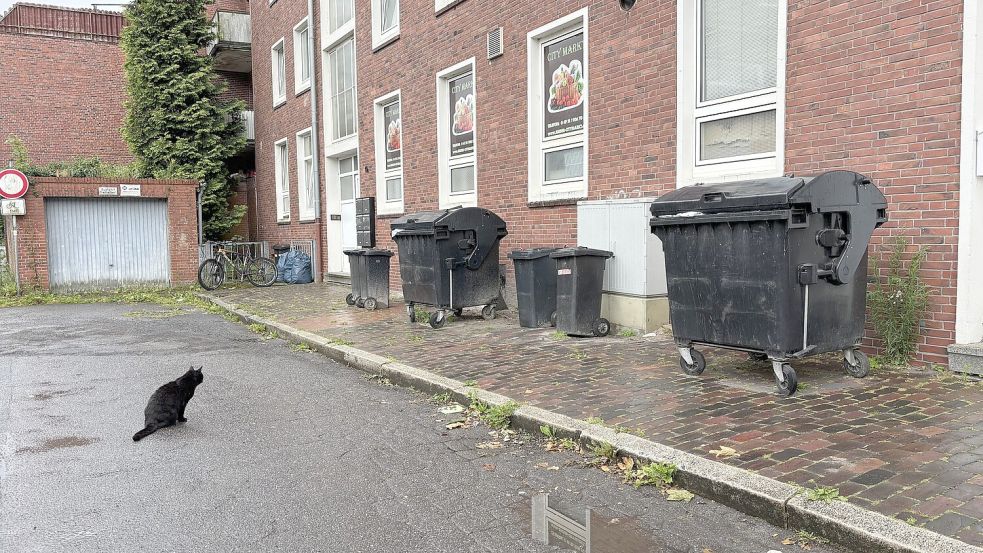 Der schwarze Kater ist schon in Wartestellung: Dauerhaft abgestellte Müllbehälter auf der Rückseite der Neutorstraßen-Häuserzeile ziehen Ratten an. Foto: Schuurman