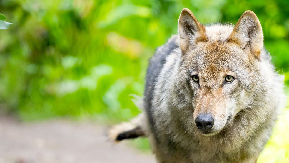 Der Wolf kam mutmaßlich als Wattwanderer nach Norderney: Wie die Inselbewohner mit seiner Ankunft umgehen. Foto: dpa/Philipp Schulze