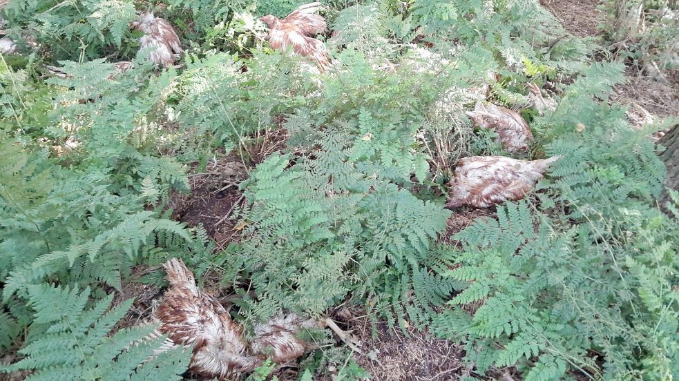 Mindestens 40 tote Hühner wurden auf einer Freifläche im südlichen Bereich der Gemeinde Westoverledingen entsorgt. Foto: Gemeinde Westoverledingen