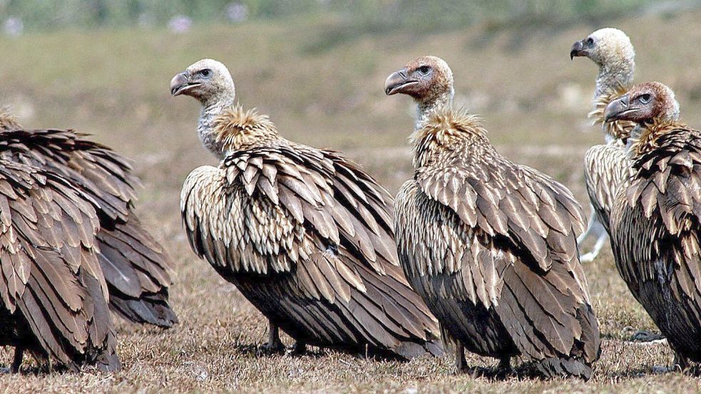 Einst gab es in Indien etwa 50 Millionen Geier, nun sind es unter 100.000 Vögel. (Archivbild) Foto: picture alliance / dpa