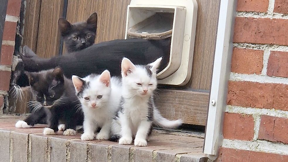 Sämtliche Außentüren des Wohnhauses und der Nebengebäude sind mit Katzenklappen ausgestattet.