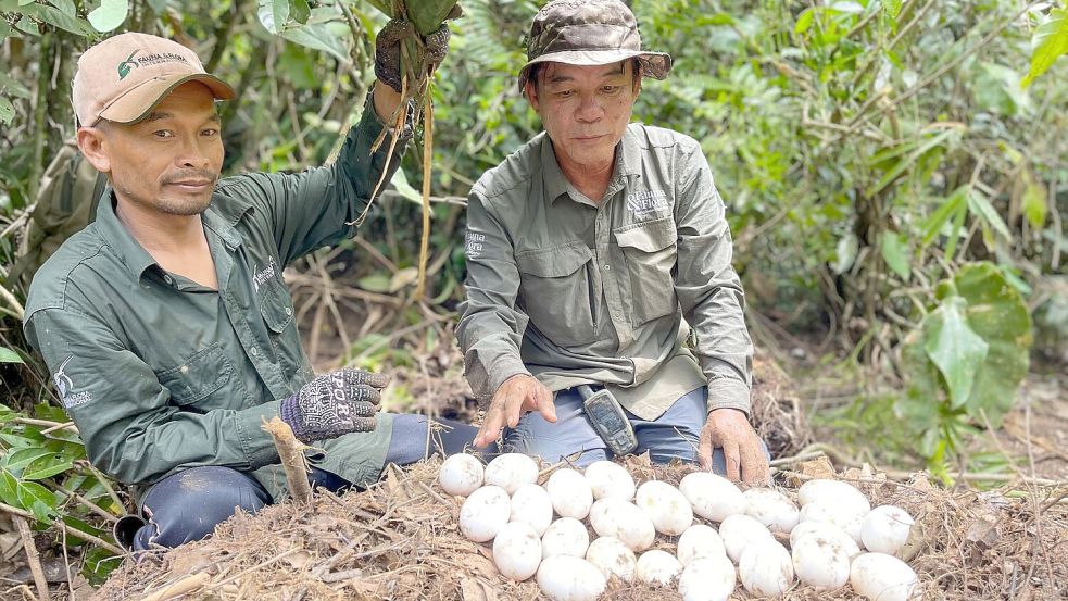 Der Einsatz der Naturschützer hat sich ausgezahlt. Foto: Sam Han/Fauna & Flora/AP/dpa