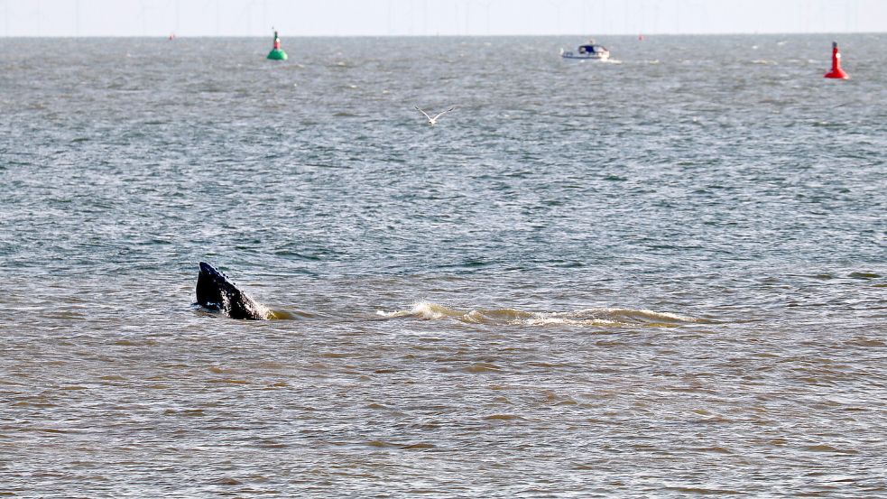 Der Buckelwal (Megaptera novaeangliae) vor der Insel Norderney auf. Nach Angaben der Nationalparkverwaltung Wattenmeer handelt es sich wahrscheinlich um das Jungtier, das in den vergangenen Tagen bereits vor anderen Ostfriesischen Inseln gesichtet worden war. Foto: Volker Bartels/dpa