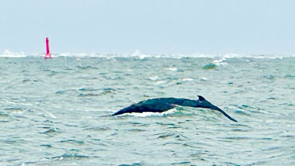 Der Buckelwal tummelt sich nun offenbar auch vor Borkum. Foto: privat