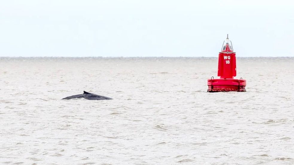 Der Buckelwal - Bultrug auf Niederländisch - im Wattenmeer bei Schiermonnikoog. Foto: Ronald/Dagblad van het Noorden