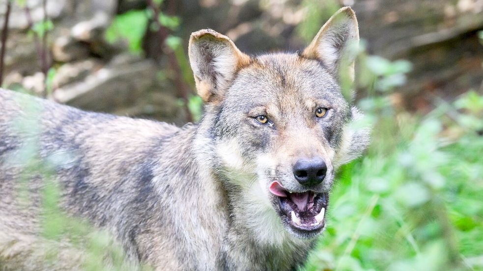 Rehe, Wildscheine und Hirsche: Wölfe finden in Deutschland mehr als genug Beute. Foto: Julian Stratenschulte/dpa