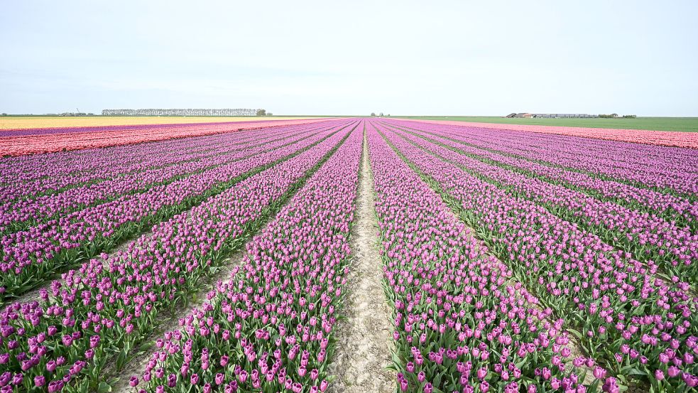 Die Tulpe wird zu einem Statussymbol und wenig später der Grund für einen Börsencrash. Foto: IMAGO / diebildwerft