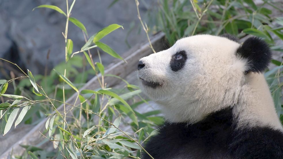 Bei Panda-Dame Meng Meng wurde eine verstärkte Aktivität der Gebärmutter festgestellt. (Archivbild) Foto: Paul Zinken/dpa-Zentralbild/dpa