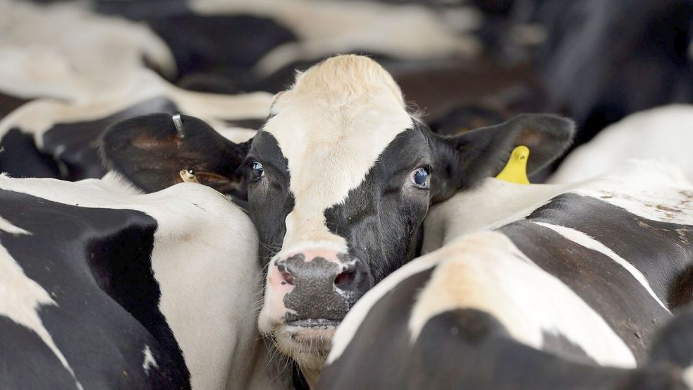 In den USA grassiert bei Milchkühen die Vogelgrippe. (Symbolbild) Foto: Erik S. Lesser/EPA/dpa