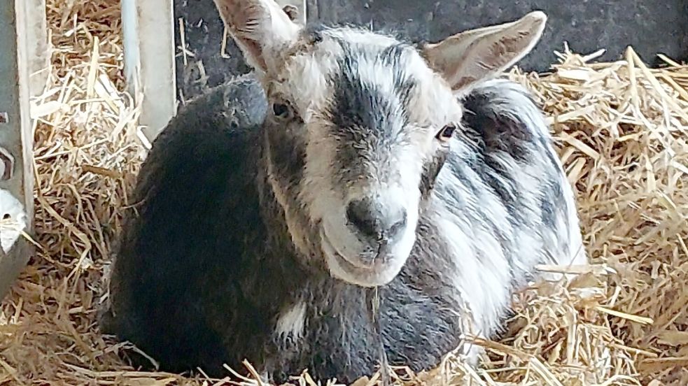 Die Ziege lebte anderthalb Wochen beim VOST in Leer. Foto: VOST