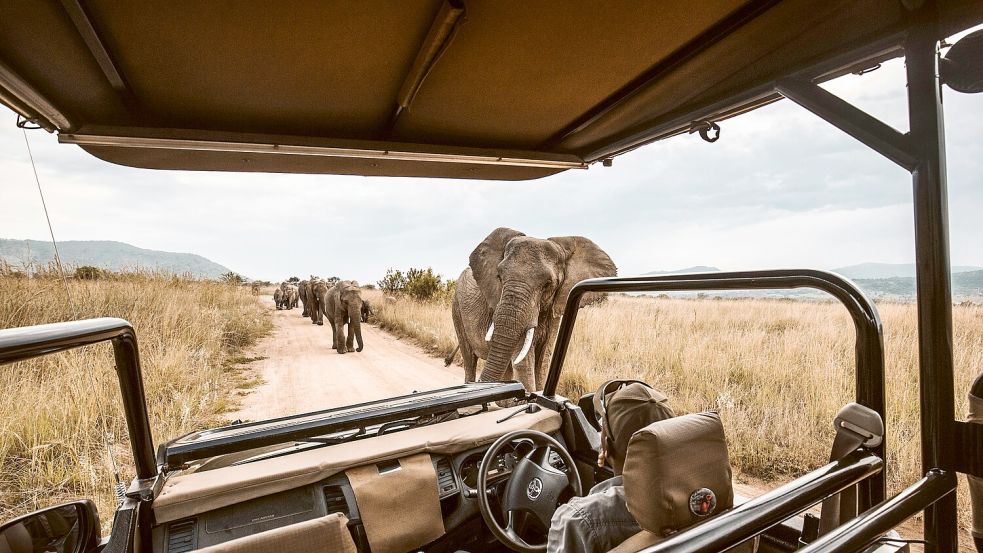 Begenungen mit wilden Tieren steht bei Safari-Touren auf der Tagessordnung. Ganz normal, denn man befindet sich in ihrem Lebensraum. Foto: Unsplash/redcharlie