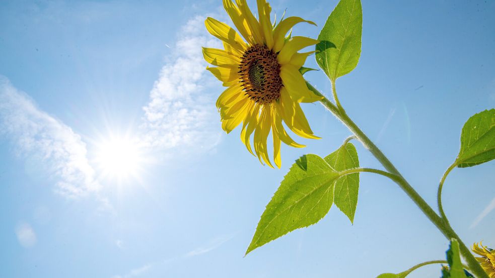 Eine Sonnenblume reckt ihre Blüte der Sonne entgegen. In den nächsten Tagen erwartet Ostfriesland Sonne, mit vereinzelt Regen. Foto: Pia Bayer/dpa