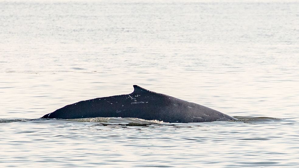 Das Tier ist verwundet und befindet sich laut Experten in keinem guten Zustand. Foto: Hoekendijk/SOS Dolfijn Foundation