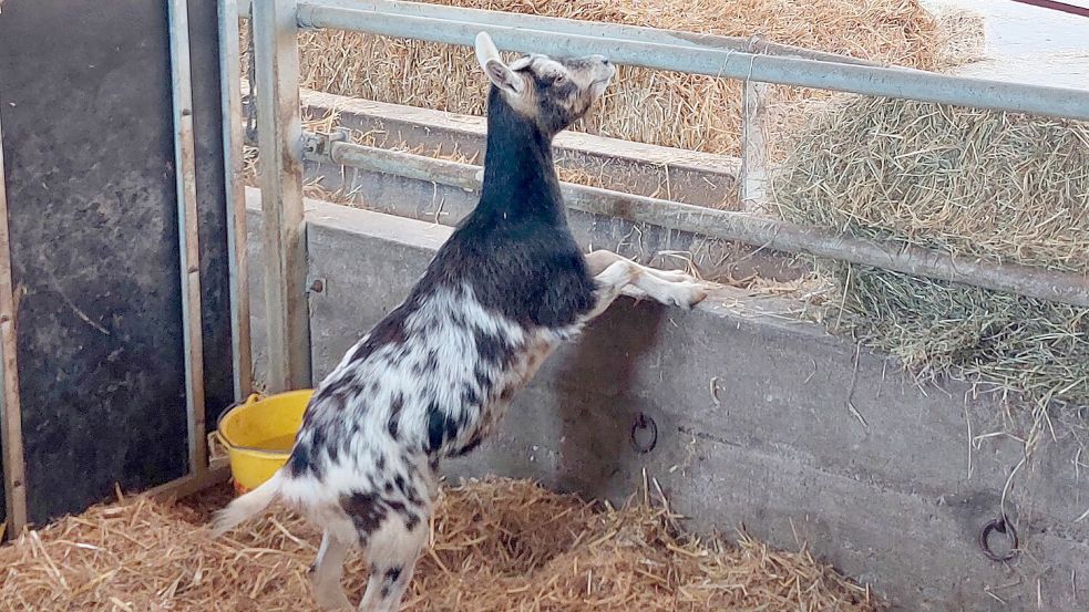 Einmal versuchte die Ziege, aus ihrer Kälberbox zu entkommen. Foto: VOST