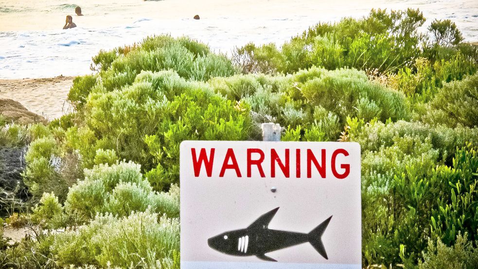 Nach einem Haiangriff wurde das abgebissene Bein des Surfers an Land gespült und konnte gerettet werden. Foto: dpa/Rebecca Le May