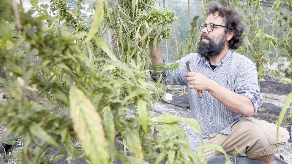 In Hamburg wurden bereits Testpflanzen gezüchtet. So oder so ähnlich könnte auch in Aurich eine Anbaufläche für Cannabis aussehen. Foto: DPA