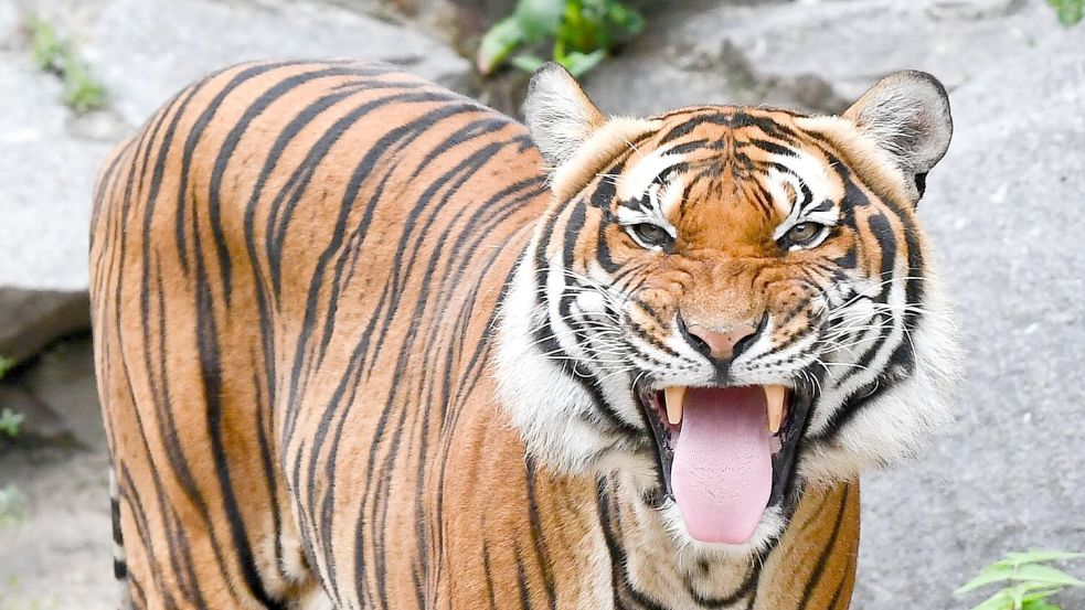 Indochinesische Tiger sind in vielen Ländern bereits ausgestorben. (Archivbild) Foto: Jens Kalaene/dpa-Zentralbild/dpa