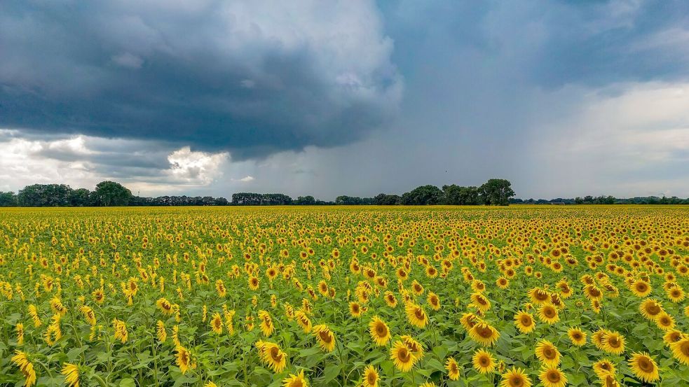 Die Sonne schien im Juli insgesamt 237 Stunden (Archivbild). Foto: Patrick Pleul/dpa