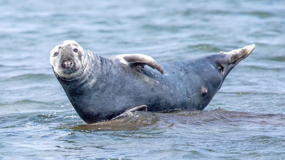 Kegelrobben werden deutlich größer als Seehunde. Foto: Jens Büttner/dpa