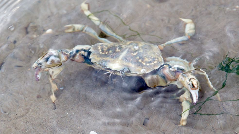 Strandkrabben gibt es fast auf der ganzen Welt. Foto: dpa