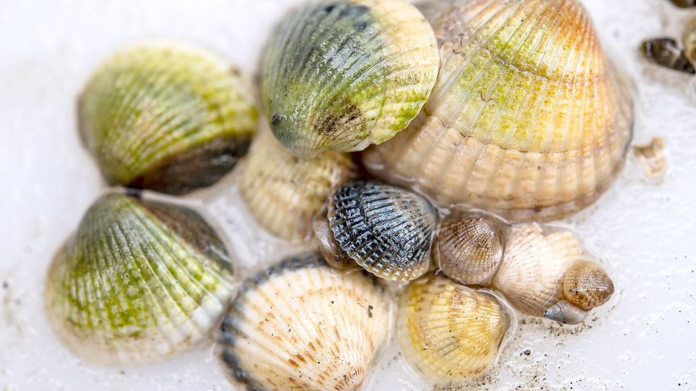 Herzmuscheln sind in der Nordsee weit verbreitet. Foto: Sina Schuldt/dpa