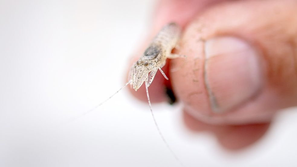 Die Nordseegarnele spielt eine wichtige Rolle für die Fischerei. Foto: Sina Schuldt/dpa