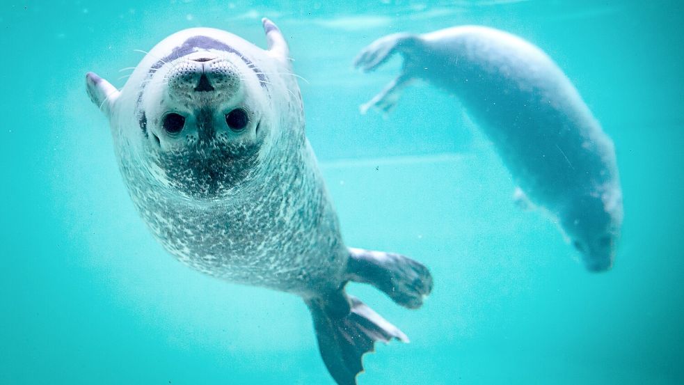 Junge Seehunde schwimmen in einem Becken der Norddeicher Seehundstation. Foto: Sina Schuldt/dpa