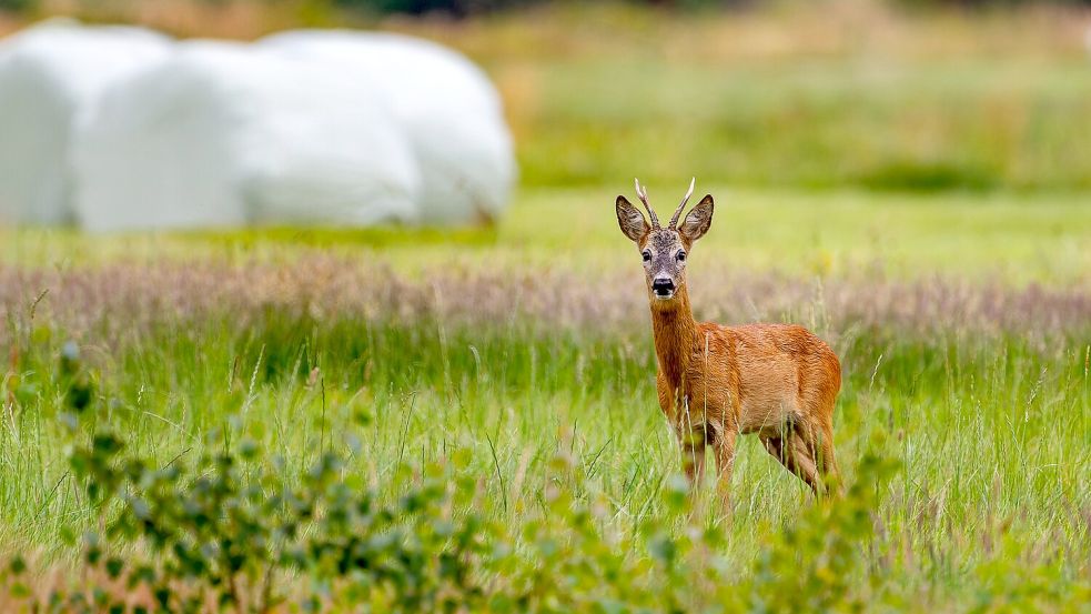 Rehe sind nicht für jeden ein schöner Anblick. Foto: Pixabay