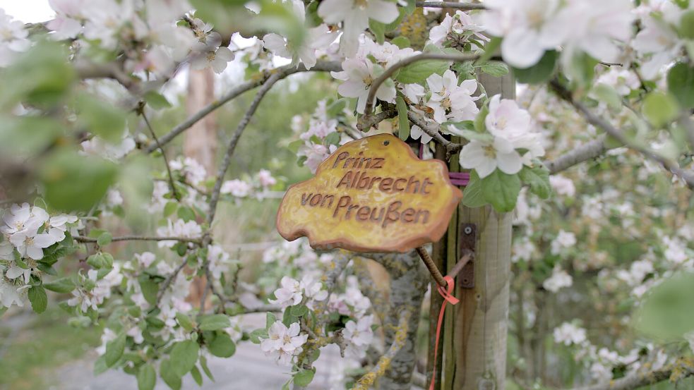 Im Ökowerk Emden wird die fachgerechte Pflege alter Apfelbaum-Sorten sichergestellt.