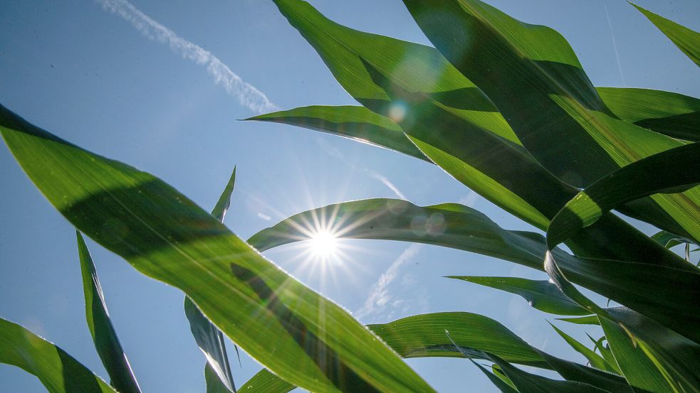 Die Sonne scheint zwischen den Blättern von Maispflanzen hindurch. Es soll am Wochenende aber auch in Ostfriesland regnen. Symbolfoto: Pia Bayer/dpa