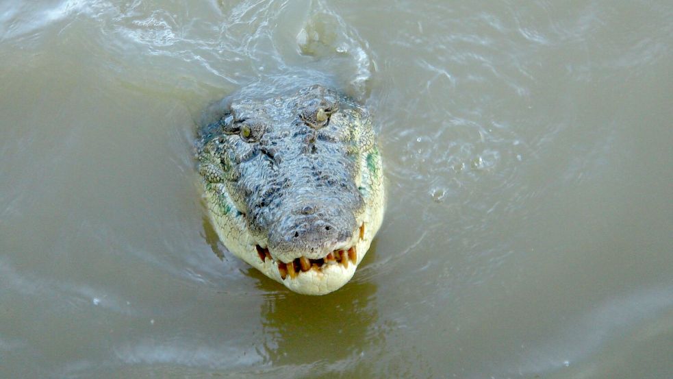 Durchschnittlich kommt es in Australien zu zwei tödlichen Krokodil-Angriffen pro Jahr. (Symbolbild) Foto: Carola Frentzen/dpa