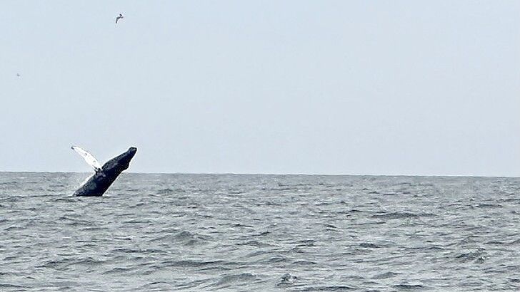 Der Buckelwal tummelte sich am 3. August nachmittags vor Ameland. Das Foto zeigt ihn im Sprung. Foto: Marian/waarneming.nl