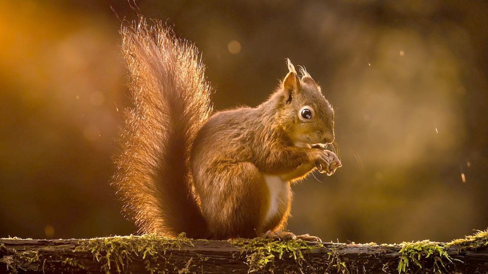 Rote Eichhörnchen werden in Großbritannien zunehmend verdrängt. (Archivbild) Foto: Danny Lawson/PA Wire/dpa